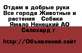 Отдам в добрые руки  - Все города Животные и растения » Собаки   . Ямало-Ненецкий АО,Салехард г.